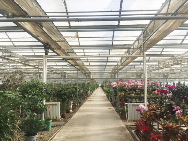 Greenhouse Project of Ningxia Guyuan Lund County Shanhe Flower and Seedling Specialized Cooperatives