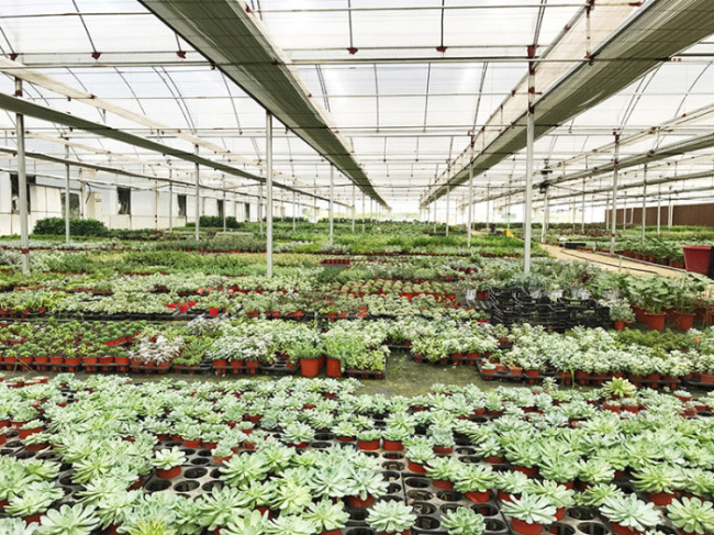 September 8, 2017 Changsha Flower Greenhouse