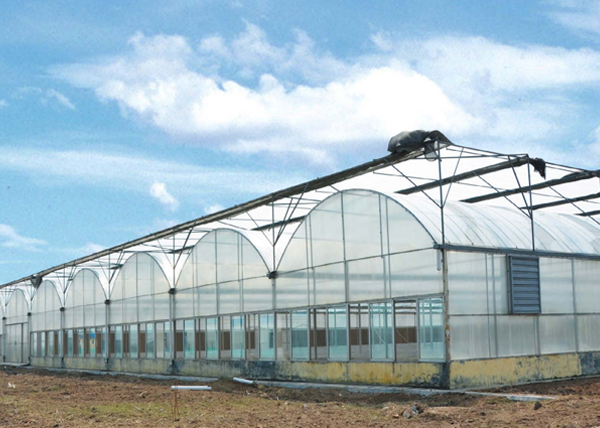 Multi-Span Film Greenhouse