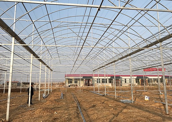 Multi-Span Film Greenhouse