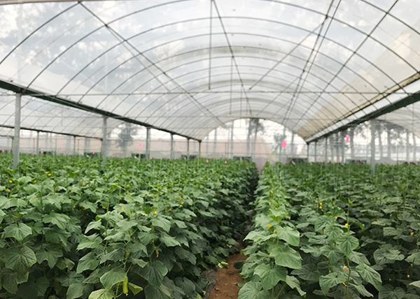 Multi-Span Film Greenhouse