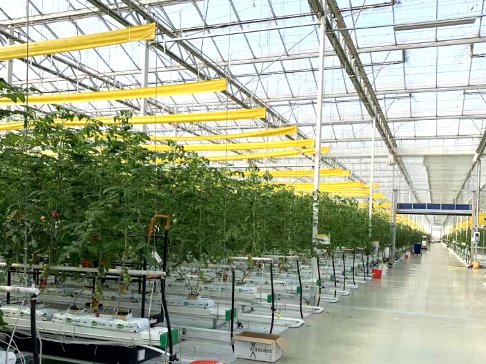 Multi-Span Intelligent Greenhouse