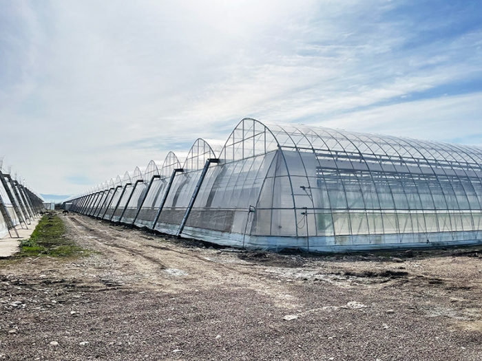 Multi-Span Film Greenhouse