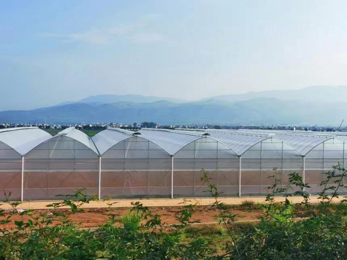 Multi-Span Film Greenhouse