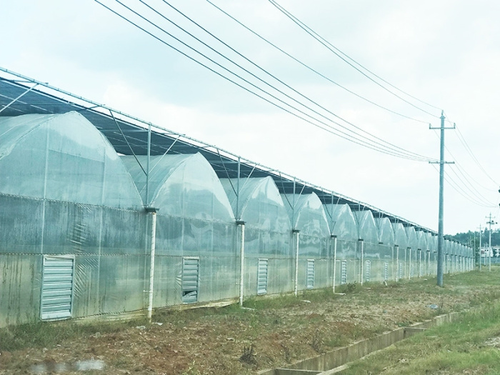 Multi-Span Film Greenhouse