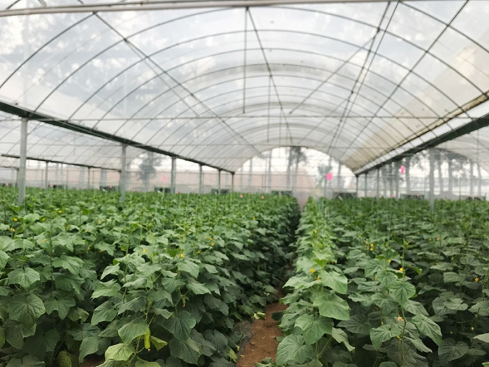 Multi-Span Film Greenhouse