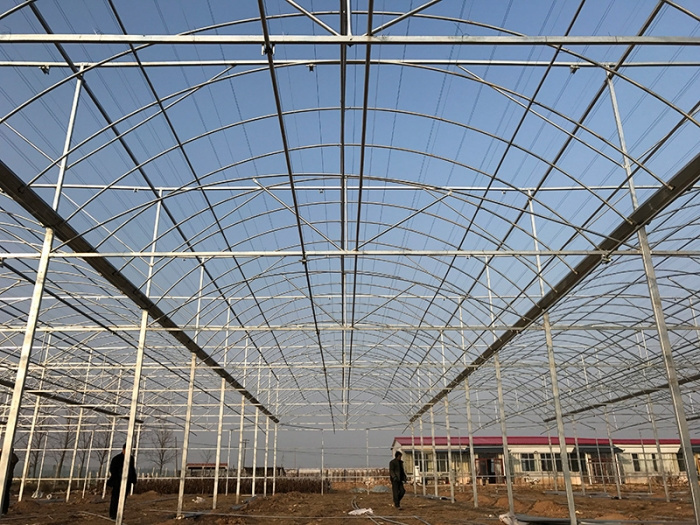 Multi-Span Film Greenhouse