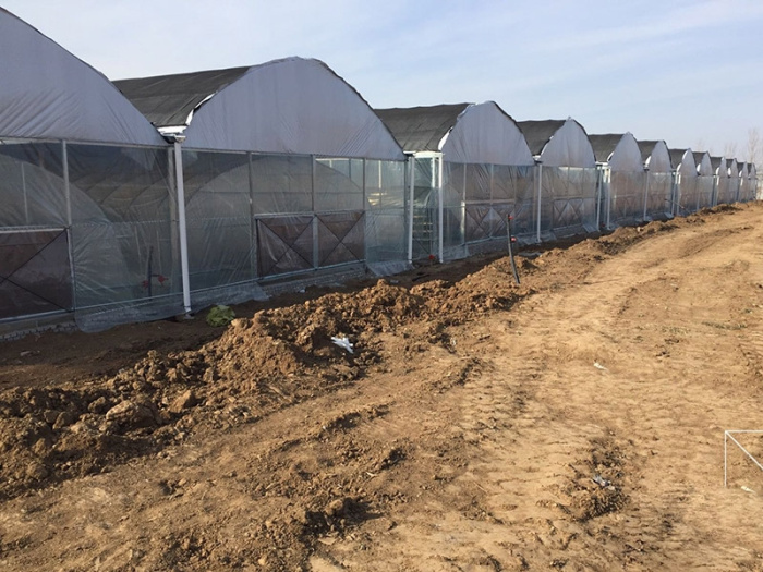 Mushroom Greenhouse