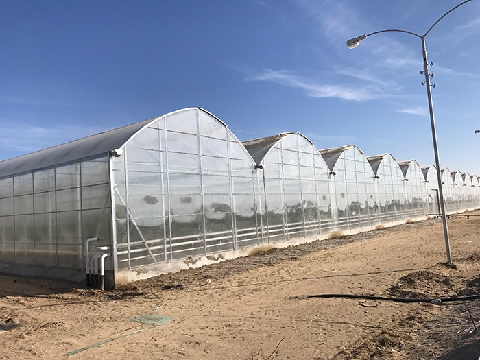 Gothic greenhouse